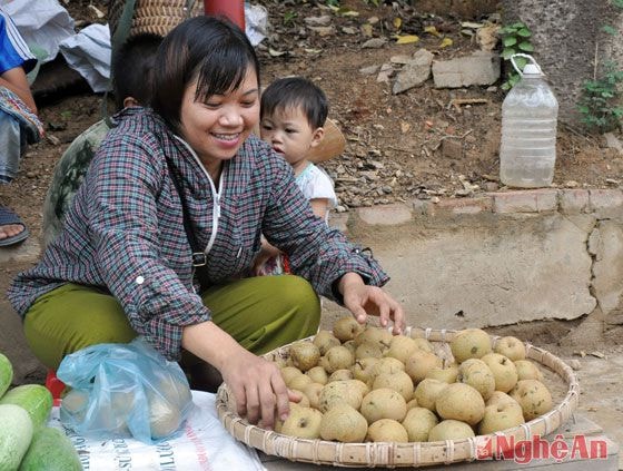 Mặc coọc- thứ quả mát lành chỉ có ở những cánh rừng gần biên giới Việt- Lào.