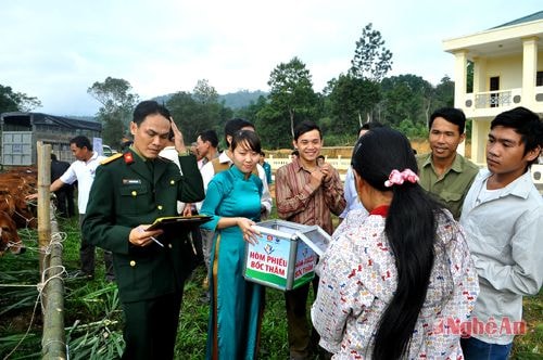 Làm thủ tục nhận bò giống tại huyện Quế Phong.