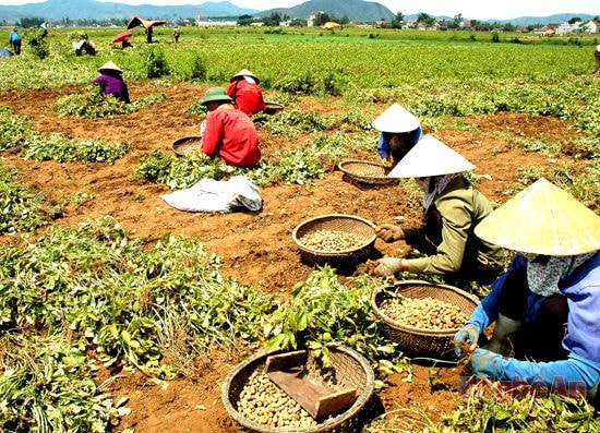 Lạc là một trong những mặt hàng nông sản khó đầu ra (Trong ảnh: Thu hoạch lạc   ở xã Diễn Thịnh, Diễn Châu). Ảnh: Trần Cảnh Yên