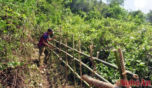 Bà con dựng hàng rào khoanh vùng chăn thả trâu bò.