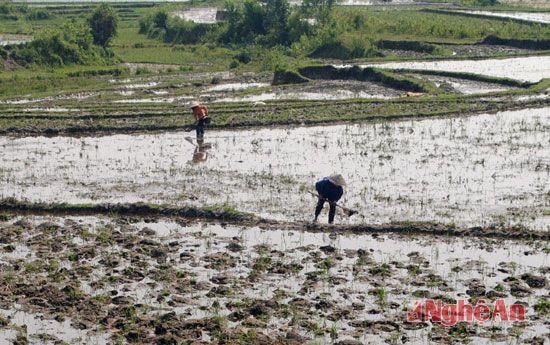 Người dân xã Châu Kim kéo nhau ra đồng bắt đĩa. 