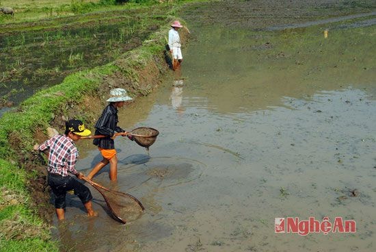 Trẻ em cũng sắm dụng cụ đi bắt đĩa