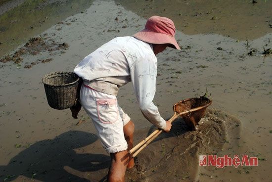 Những con đĩa được người dân săn bắt đến cùng