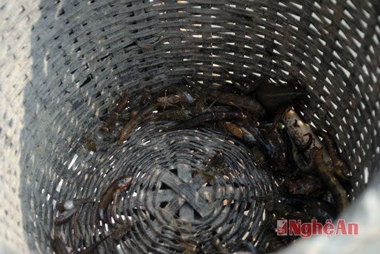 Dùng vợt bắt đĩa có khi bắt được cả cá, nhái, mang về làm thức ăn.
