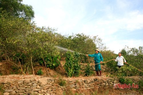 Ông Phạm Hữu Bình ở xóm 1, xã Nghi Công (Nghi Lộc) tưới nước cho diện tích chanh còn lại.