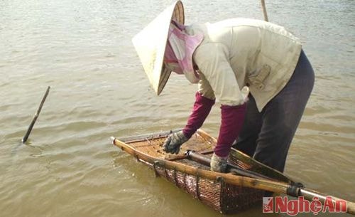 Nước sông Lam cạn đến đáy, việc nhủi hến của người dân ngày càng dễ nhưng hến lại càng ngày càng khan hiếm.