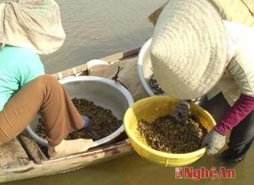 Hai chị em Nguyễn Thị Hoa và Nguyễn Thị Hoài đào đãi cả ngày nhưng chưa đầy được yến hến.