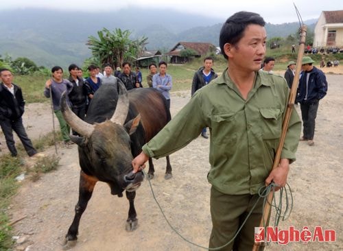 May mắn hơn, du khách còn được xem những trận chọi bò của đồng bào Mông, chiêm ngưỡng những chú bò Mông to tợn cùng các cặp sừng đẹp như tranh vẽ.