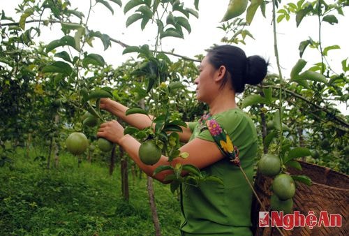 Lên với xã Tri Lễ (Quế Phong) ngoài được hưởng không khí mát mẻ, du khách còn được trải mình với bạt ngàn rãy chanh leo xanh ngắt uốn lượn theo các triền núi hết sức đẹp mặt.