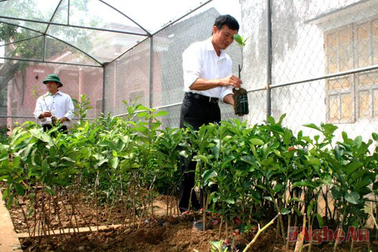 Vườn ươm cây giống ở trang trại cam Thiên Sơn (Đồng Thành).