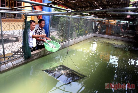 Đồng chí Đậu Phương Nam, Phó Bí thư Đảng ủy phường Nghi Tân (Thị xã Cửa Lò) trao đổi với người dân ở mô hình nuôi cá lóc trong bể.