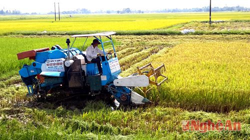 Thu hoạch lúa bằng máy gặt đập liên hợp ở xã Hưng Tân (Hưng Nguyên). Ảnh: phú hương