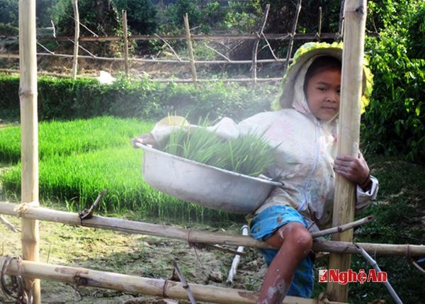 Giúp bố mẹ làm đồng chạy thời vụ