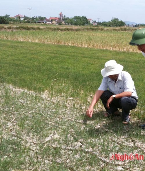 Hạn hán ở Hưng Nguyên - Nghệ An. Ảnh Hoàng Đức Ân. 