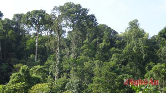 Vùng rừng nguyên sinh Pù Hoạt, nơi 3 cây sa mu đỏ bị lâm tặc sát thuộc địa bàn xã Hạnh Dịch, huyện Quế Phong, giáp biên giới Việt Lào