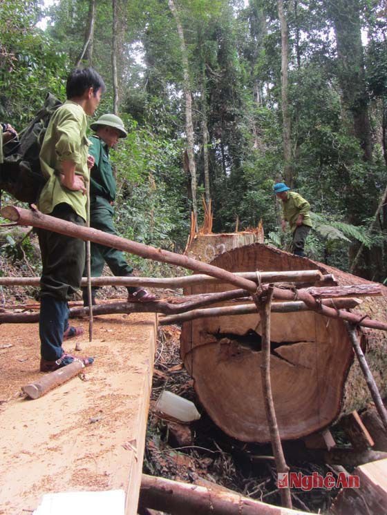 Hai cây Sa mu đã bị đốn hạ cũng lớn không kém gì cây Sa mu bị lâm tặc cắt gốc mà chúng tôi chứng kiến trước đó.