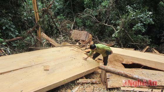 Lâm tặc đã cắt một cây Sa mu làm 4 khúc, và xẻ tại chỗ được 7 tấm rộng tới 1,1m, dài 3,3m, dày 0,15m.