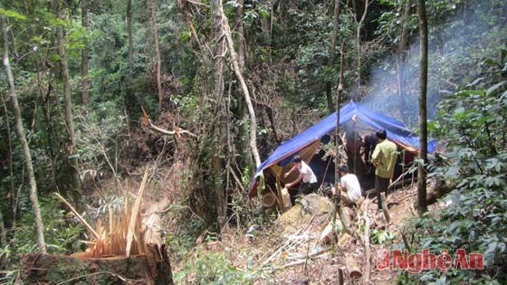 Ở đây, chúng tôi đã tìm đến lán của những tên lâm tặc dựng lên.