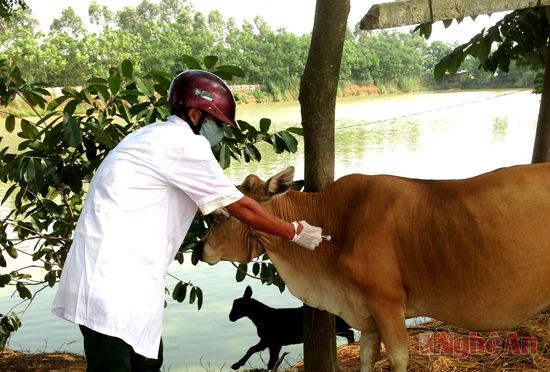 Cán bộ thú y huyện Hưng Nguyên tiêm phòng vắc-xin tụ huyết trùng cho bò.