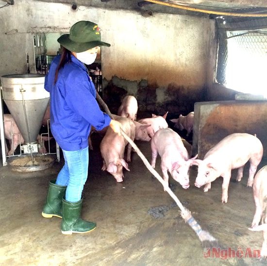 Trang trại chăn nuôi lợn ở xã Kim Liên (Nam Đàn). 
