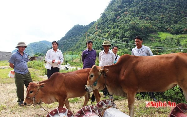 Khu vực mua bán bò nằm ở bãi đất trống đầu chợ