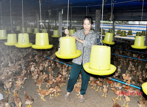 Mô hình nuôi gà ở xã Diễn Trung (Diễn Châu).