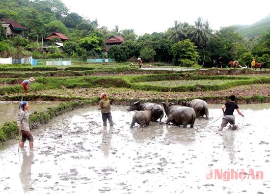 Người dân bản Na Khốm còn giữ cách làm ruộng  truyền thống