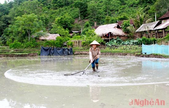 Dùng cào gỗ để làm phẳng mặt ruộng