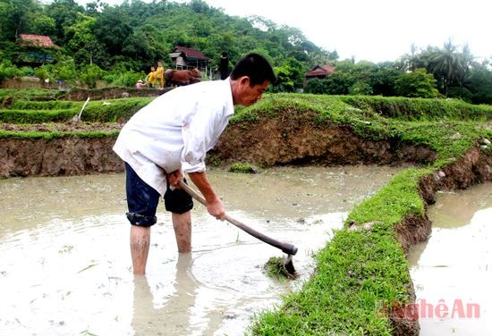 Dọn vệ sinh xung quanh ruộng, chuẩn bị cho việc “ốn nà”.