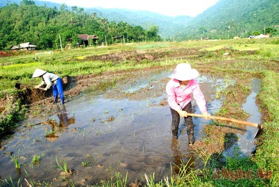 Mẹ con chị Hà Thị Thủy ở bản Muồng, xã Châu Kim (Quế Phong) đắp bờ giữ nước, chuẩn bị gieo cấy lúa vụ mùa.