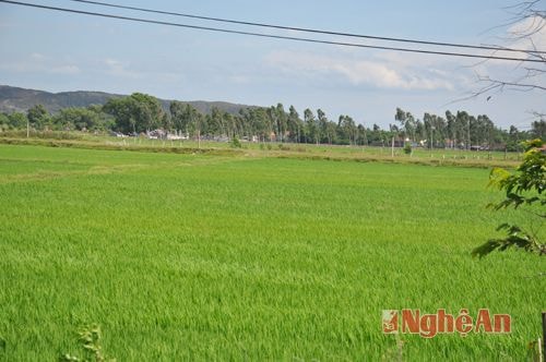 Tại xã Hưng Xá, thời điểm trung tuần tháng 9/2011 này đang náo nức chuẩn bị vào vụ gặt của mùa vụ hè thu,