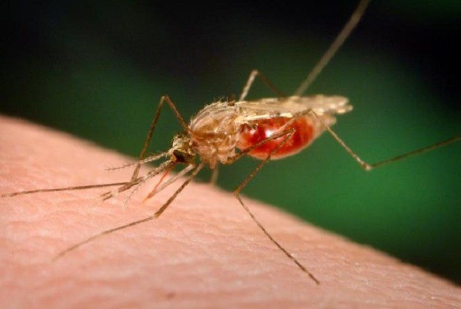 Muỗi Anopheles sinh vật nguy hiểm nhất thế giới