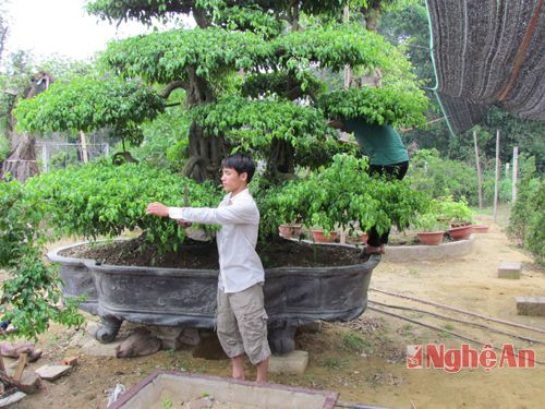 Người dân làng nghề cây cảnh Kim Chi chăm sóc cây cảnh