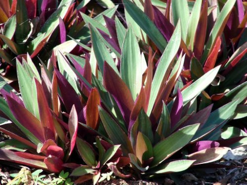 Loại cây có tên khoa học Tradescantia discolor L’Her  thuộc họ Thài lài. Ảnh: Flick.