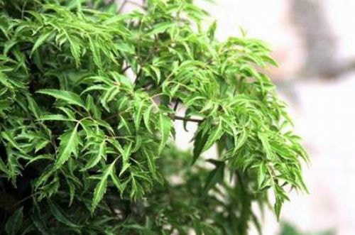  Loại cây với tên khoa học Polyscias fruticosa L, thuộc họ Nhân sâm. Ảnh: Flick.