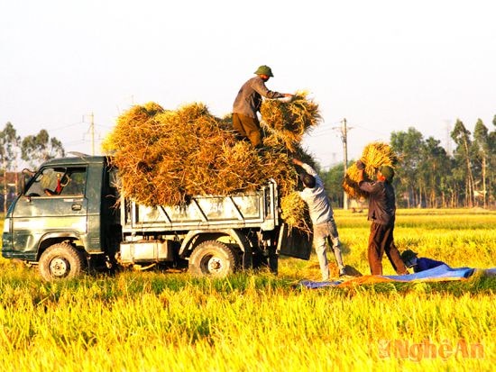 Năng suất lúa trong tỉnh hàng năm đều tăng - Trong ảnh: Thu hoạch lúa ở Hưng Nguyên. Ảnh: Phan Văn Toàn