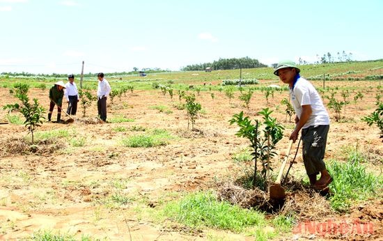 Ông Thái Doãn Tài (Tân Xuân - Tân Kỳ) chăm sóc 1,6 ha cam trồng mới.