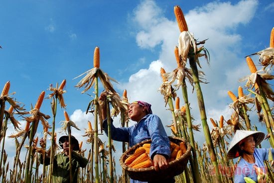 Thu hoạch ngô ở xã Diễn Thịnh (Diễn Châu). Ảnh: C. Yên