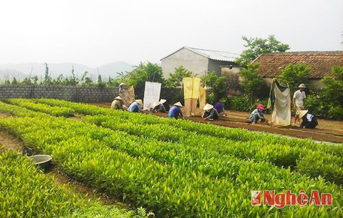 Vườn ươm cây giống của gia đình ông Hồ Sỹ Nam ở thôn 3 xã Ngọc Sơn (Quỳnh Lưu).