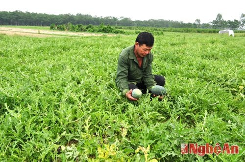 Thu hoạch dưa hấu ở bãi Cồn Soi Thân, xã Khánh Sơn.
