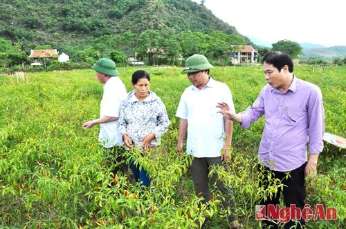 Mô hình trồng ớt cay xuất khẩu ở tại xã Lục Dạ (Con Cuông).