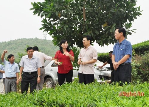 Đoàn công tác HĐND tỉnh thăm vùng nguyên liệu chè Anh Sơn. Ảnh: Minh Chi