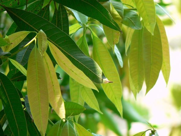 Lá xoài có chất anthxyanhdin có công dụng hạ đường huyết