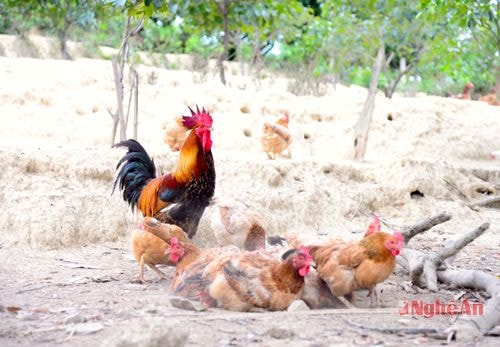 Gà đồi Thanh Chương từ lâu có tiếng về độ thơm ngon.