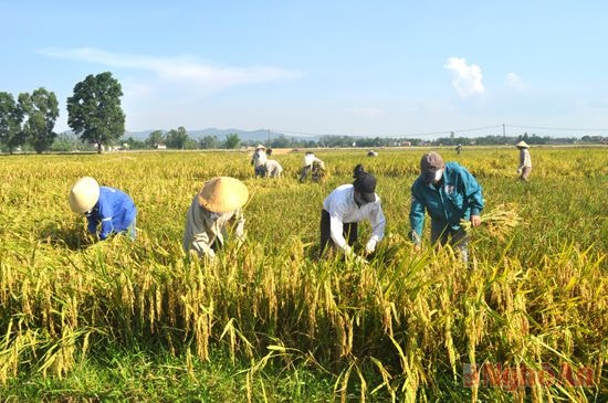 Tham gia bảo hiểm nông nghiệp,   người nông dân yên tâm sản xuất. Ảnh: P.H