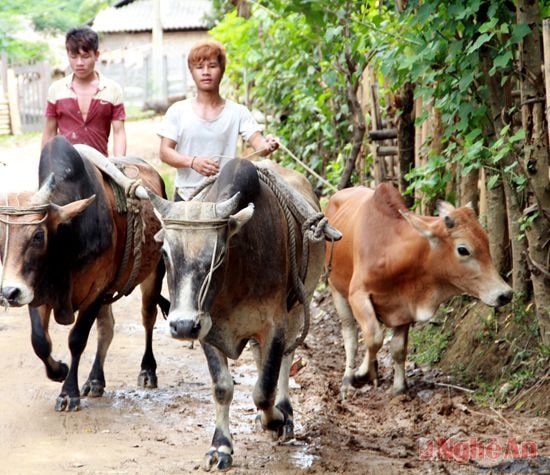 Bà con bản Phồng đã trở lại nếp sinh hoạt, lao động bình thường.