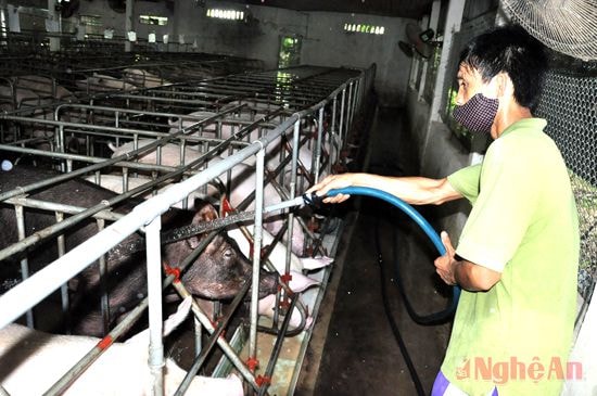 Trang trại chăn nuôi lợn của ông Nguyễn Đình Hoài ở xóm Tân Mỹ, xã Mỹ Thành.