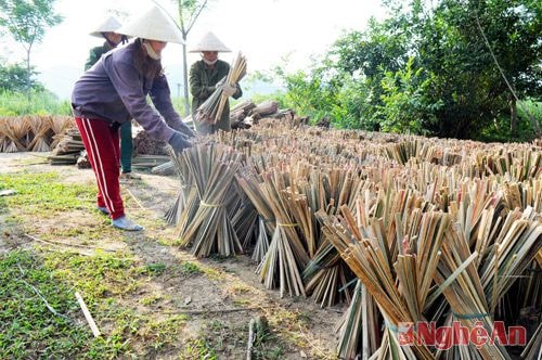 Phơi nứa lùng sau sơ chế