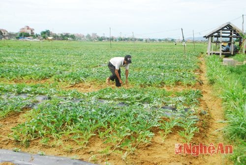  Hiện toàn xã Diễn Kỷ có 27 ha đất màu chuyển đổi từ trồng vừng, lạc sang trồng dưa lê, dưa hấu cho thu nhập cao gấp nhiều lần