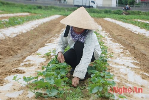  Mùa dưa được kéo dài từ tháng 12 âm lịch năm trước đến tháng 8 âm lịch năm sau. Kể từ khi gieo hạt, dưa 50 ngày dưa lê sẽ được thu hoạch. Vì thế trên một cánh đồng dưa, chúng ta dễ dàng bắt gặp có cả những thửa đang kỳ thu hoạch và những thửa đang trong quá trình chăm sóc. Bà Phạm Thị Nhung (Thôn 2, Diễn Kỷ) cho biết: gia đình bà có 2 sào dưa lê, 1 sào đang thời kỳ thu hoạch còn 1 sào hiện mới lên 2 - 3 lá mầm - đây là giai đoạn phải chăm sóc cẩn thận